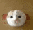 20180422003304_cbexo.gif