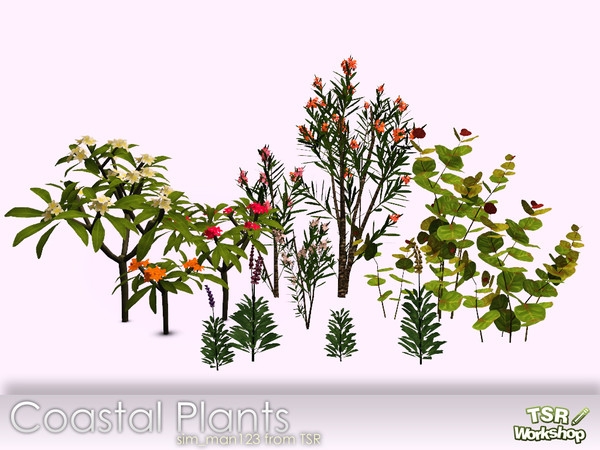 Coastal Beach Plants.jpg