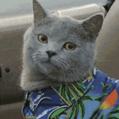 387bf5db98b85935.gif