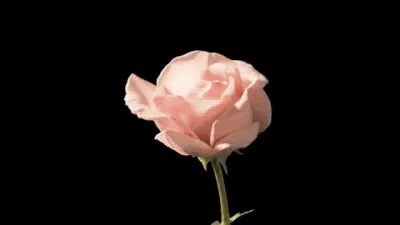 CE721728-F73C-4E5E-8D9B-2E1A025A238B.GIF