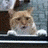 QQͼƬ20200831093649.gif