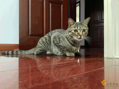 IMG_5005.gif