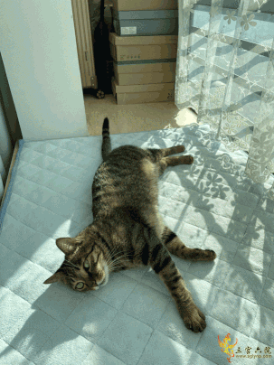 IMG_5061.gif