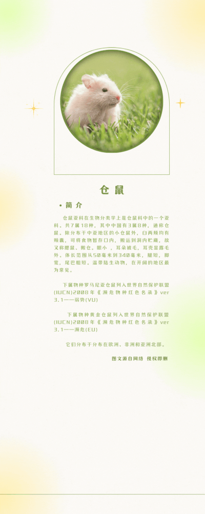 仓鼠.gif