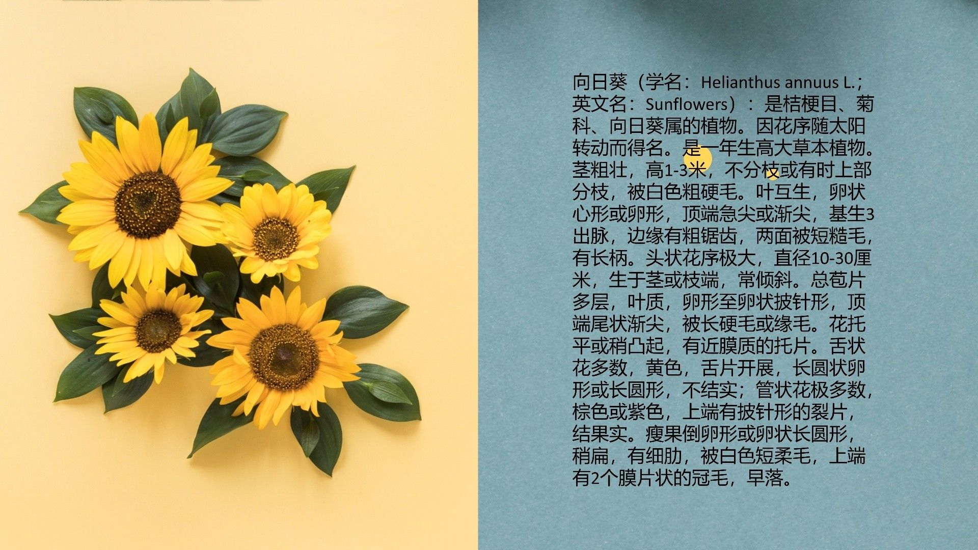 ʾĸ1_02.png